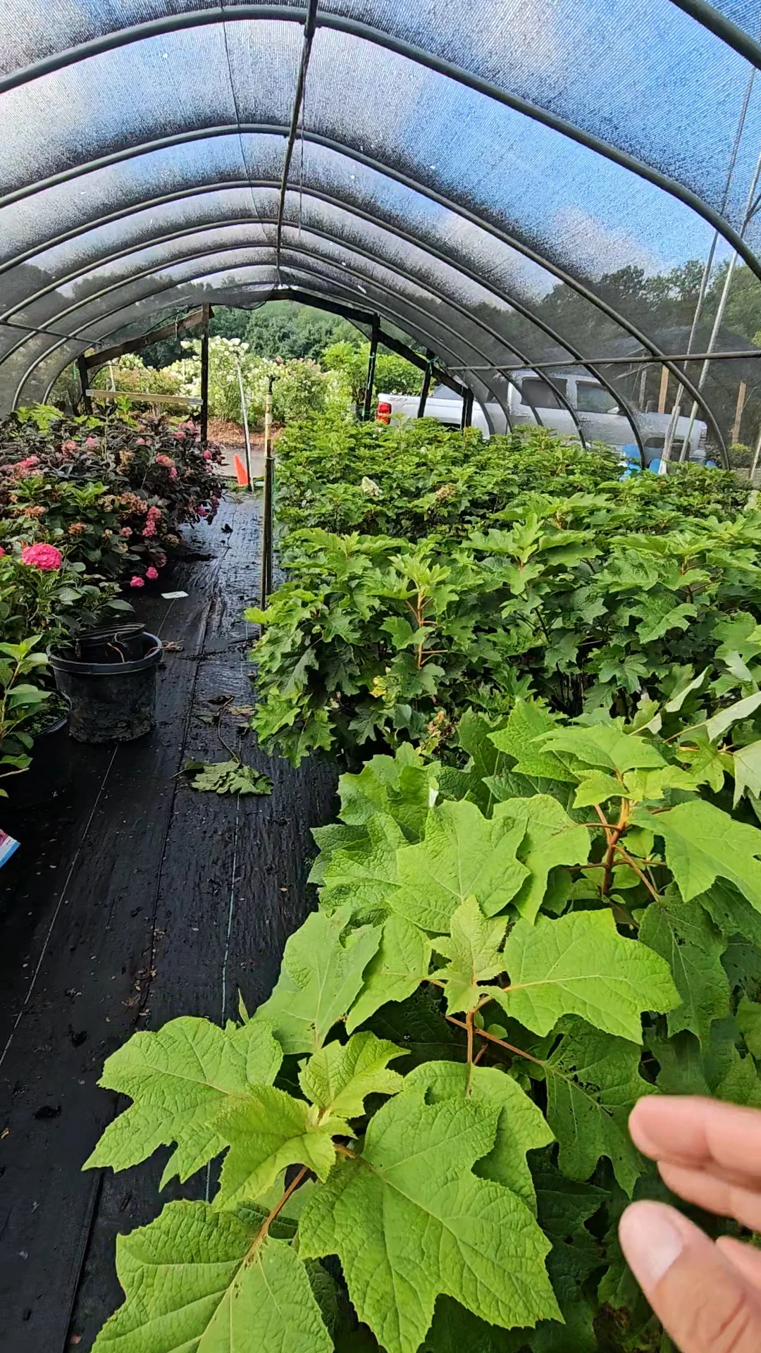 Curved polycarbonate greenhouse tunnel with metal frame, flowering plants, and vegetable seedlings on black fabric pathways